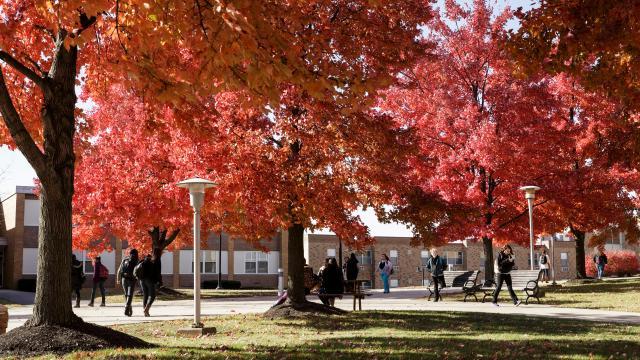 Campus trees in autumn 